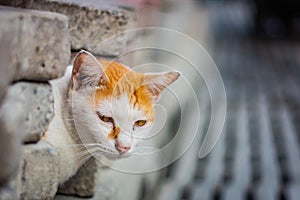 White-and-ginger cat looks from behind a gray wall and looks ahead, cat`s yellow eyes, gray blurred background