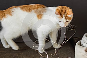 White and ginger cat playing with string of lights on the black background. New Year and Christmas holidays concept.