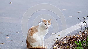 A white - ginger cat sits on the side of the road and licks its fur. Close-up
