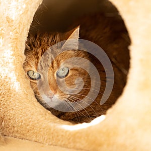 White and ginger cat sitting and hiding  in a safe spot in a scratching post