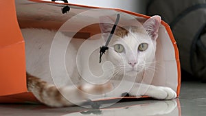 White and Ginger Domestic Cat Hiding in Paper Bag on the Floor. Funy and Playful Pet