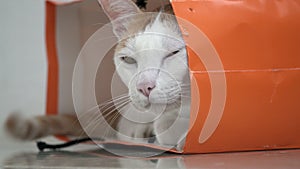 White and Ginger Domestic Cat Sitting in Paper Bag on the Floor. Funy and Playful Pet