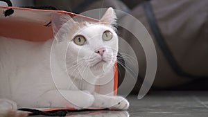 White and Ginger Domestic Cat Sitting in Paper Bag on the Floor. Funy and Playful Pet