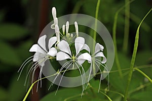 White ginger flower