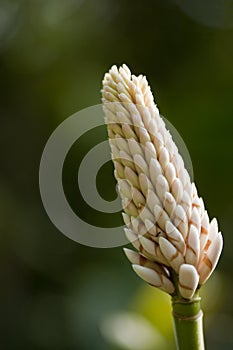 White Ginger Flower