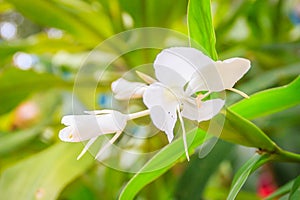 White ginger flower (Hedychium coronarium) with green leaves. Hedychium coronarium also known as white garland-lily or white ginge