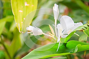 White ginger flower (Hedychium coronarium) with green leaves. Hedychium coronarium also known as white garland-lily or white ginge