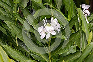 White Ginger Flower Plant