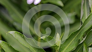 White Ginger Flower Plant