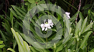 White Ginger Flower Plant