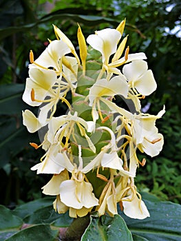 White Ginger Flowers H Coronarium photo