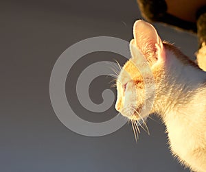 White-and-ginger funny cat cat squinting eyes in the sun