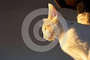 White-and-ginger funny cat smiling and squinting eyes in the sun