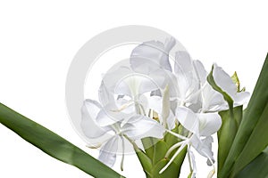 White Ginger or Hedychium coronarium bloom is a Thai herb isolated on white background.