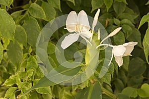 White ginger lily