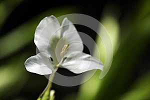 White ginger lily in bloom on dark garden background