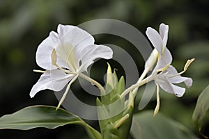 White ginger lily in bloom on dark garden background