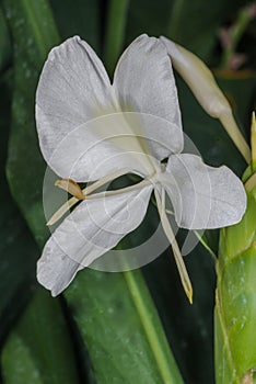 White Ginger Lily Flower