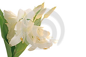 White Ginger Lily Flower photo