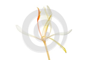 White ginger lily flower