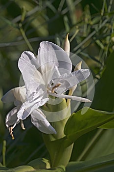 White ginger lily flowers
