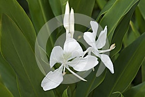 White ginger lily flowers