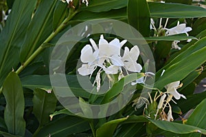 White ginger lily flowers. Zingiberaceae perennial plants native to tropical Asia.