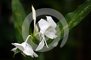 White ginger lily, Hedychium coronarium