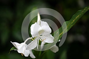 White ginger lily, Hedychium coronarium