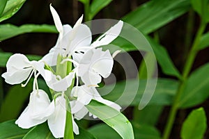 White ginger lily, Hedychium coronarium flower in Singapore