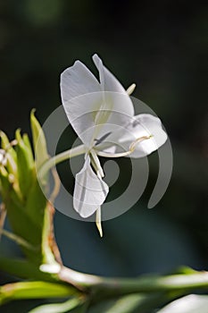 White ginger lily, an intense perfume flower
