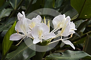 White ginger lily, an intense perfume flower