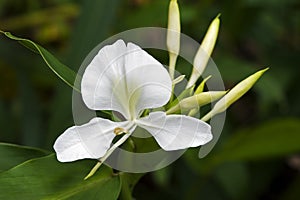 White ginger lily, an intense perfume flower