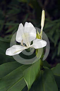 White ginger lily, an intense perfume flower