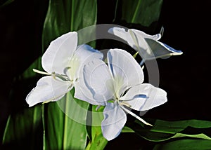 White Ginger lily. White garland lily.