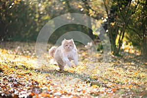 White ginger maine coon cat running on autumn leaves in sunlight