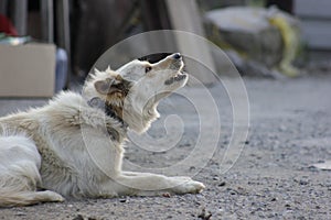 White and ginger young dog is crying photo