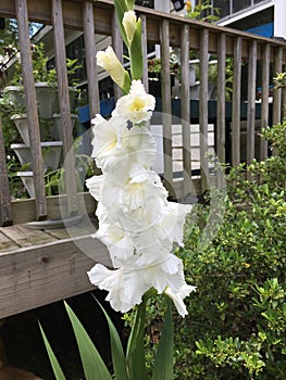 White Gladiola against a porch railing