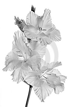 White Gladiola flower in black and white tehnique