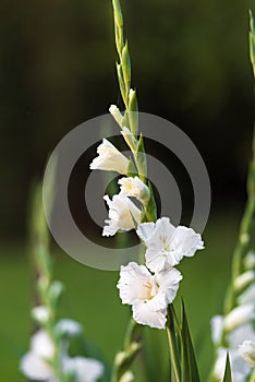Gladioli flower, blurred nature background photo