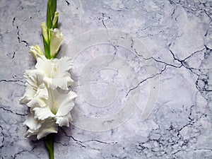 White gladioli flowers