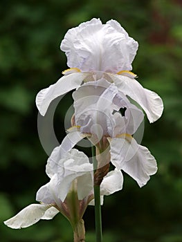 White gladiolus