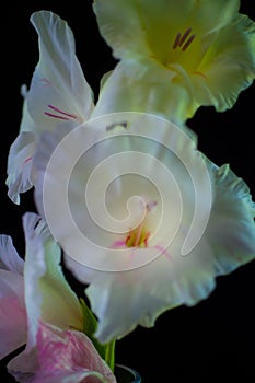 White Gladiolus on Black Background