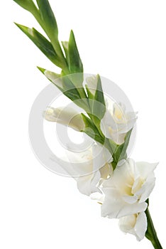 White Gladiolus detail