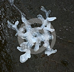 A white glazy moving plasmodium of a slime mold on black substrate