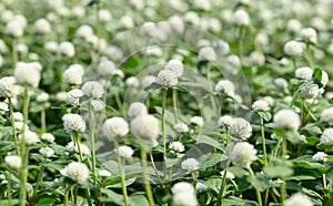 White Globe Amaranth flowers (Gomphrena globosa)