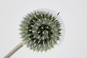White Globe Thistle in Sharp Focus