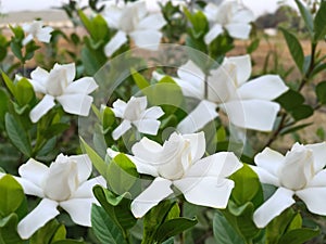 White glorious gardenia blossom