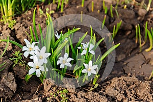 White glory-of-the-snow (chionodoxa luciliae) flowers