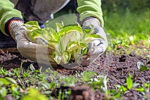 White-gloved hands lift the leaves of Hosta seedling.